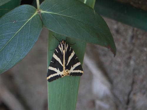 Euplagia quadripunctaria